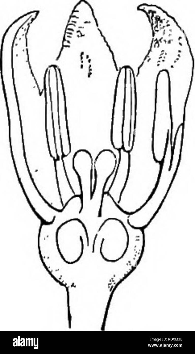 . A general system of botany, descriptive and analytical. In two parts ...