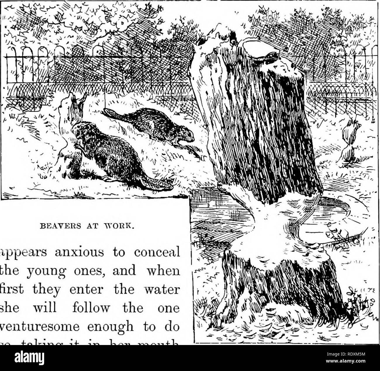 Wild animals in captivity; being an account of the habits, food, management  and treatment of the beasts and birds at the "Zoo", with  reminiscences and anecdotes. Animal behavior. BEA VERS squirrel