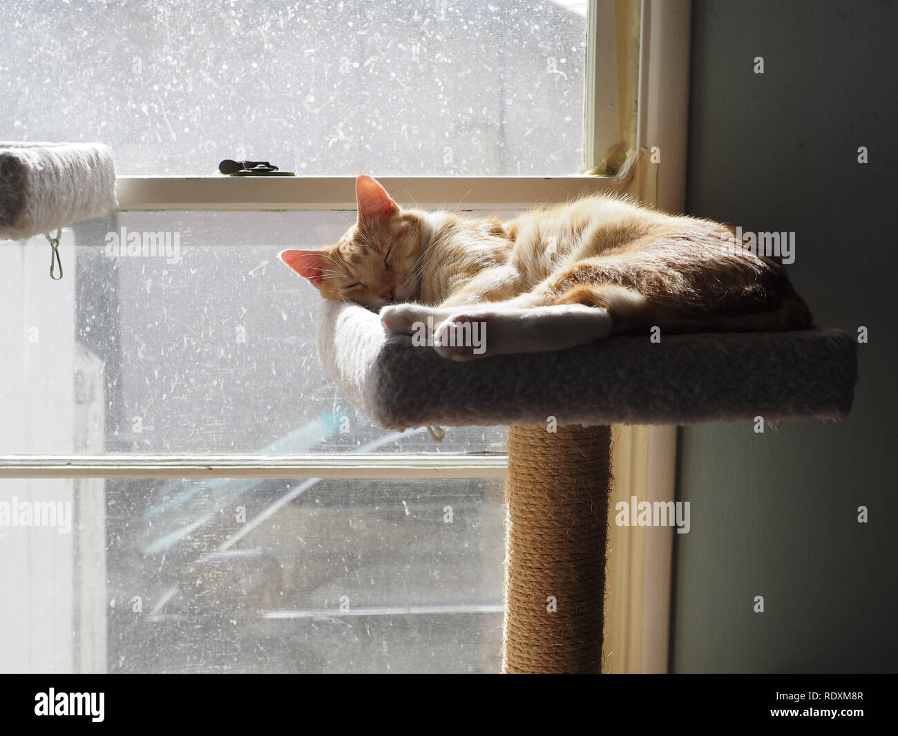 Mika the orange tabby sunbathing and taking a nap on his cat tree Stock Photo