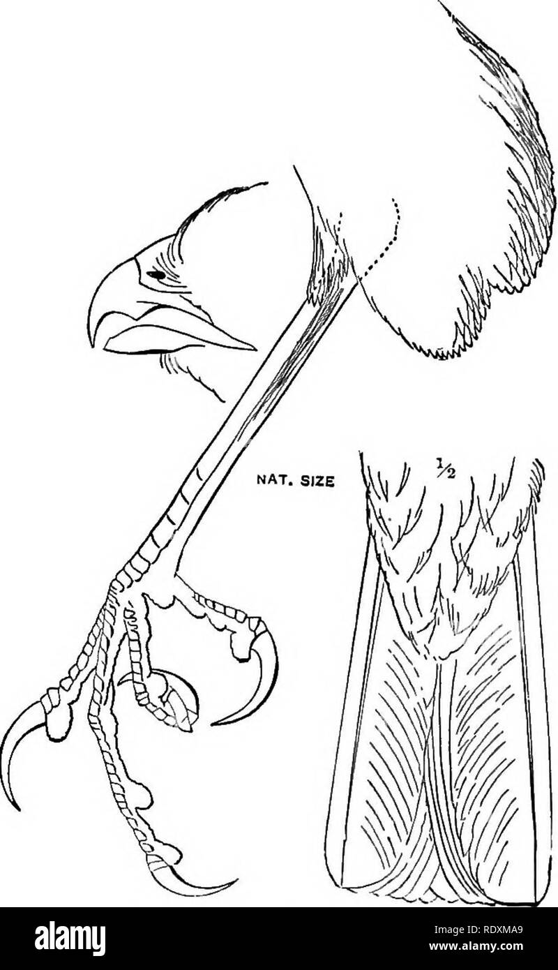 . A manual of North American birds. Birds. Plate LXVI. Man. N. Am. B.. I. Accipiter fuscus, £.. Please note that these images are extracted from scanned page images that may have been digitally enhanced for readability - coloration and appearance of these illustrations may not perfectly resemble the original work.. Ridgway, Robert, 1850-1929. Philadelphia, J. B. Lippincott Stock Photo