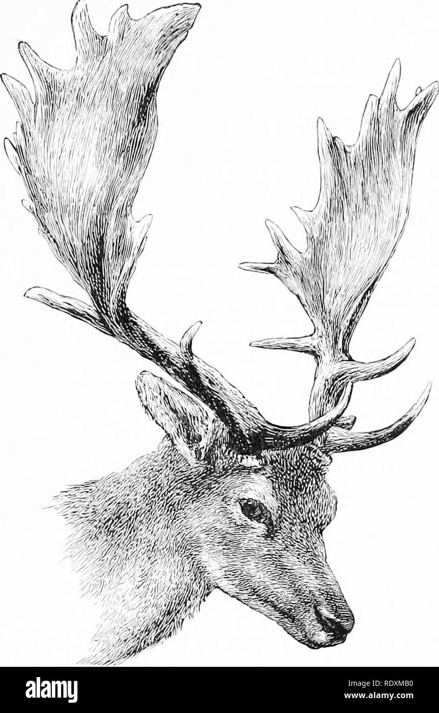 . Recreations of a naturalist . Natural history. DEER-LEAPS 67 1206), grants a license to John Comyn, Archbishop of Dublin, to have a park at Kilcopsantan, and a &quot;deer-leap&quot; therein. In 1247 an agreement made between Robert de Quincy, Earl of Winchester,. A TYPICAL FALLOW BUCK. and Roger de Somery, Baron Dudley, defined their respective rights of hunting in Charnwood Forest, and the adjoining park of Bradgate, in Leicester- shire. It is cited by Blount in his Ancient Tenures, and is regarded as one of the earliest and most. Please note that these images are extracted from scanned pag Stock Photo