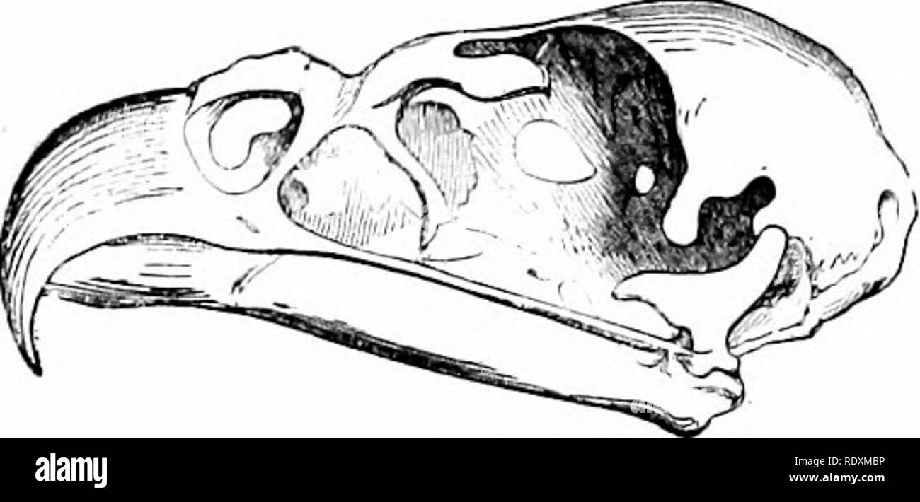 Reptiles And Birds A Popular Account Of Their Various Orders With A Description Of The Habits And Economy Of The Most Interesting Birds Reptiles Beaks 1 Form And Reptiles And Birds A Popular Account Of Their Various Orders With A Description Of The Habits And Economy Of The Most Interesting Birds Reptiles Beaks 1 Form And