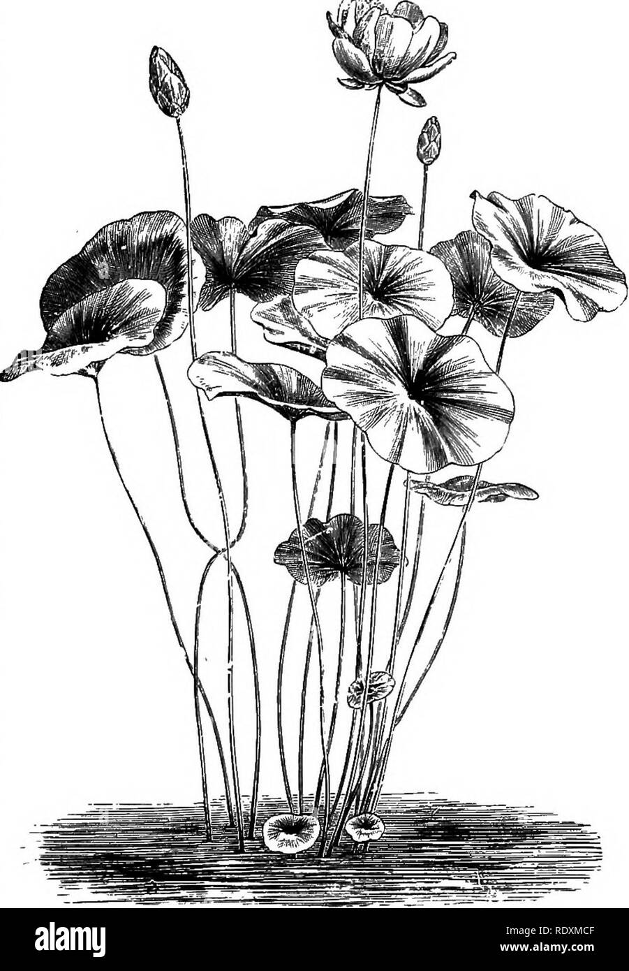 The Book Of Gardening A Handbook Of Horticulture Gardening Horticulture On Aquatic Plants 923 Like Quicksilver Height 4ft To 6ft The Genus Nelumbium Embraces Only Two Species But Specific Names Have The Book Of Gardening A Handbook Of Horticulture Gardening Horticulture On Aquatic Plants 923 Like Quicksilver Height 4ft To 6ft The Genus Nelumbium Embraces Only Two Species But Specific Names Have