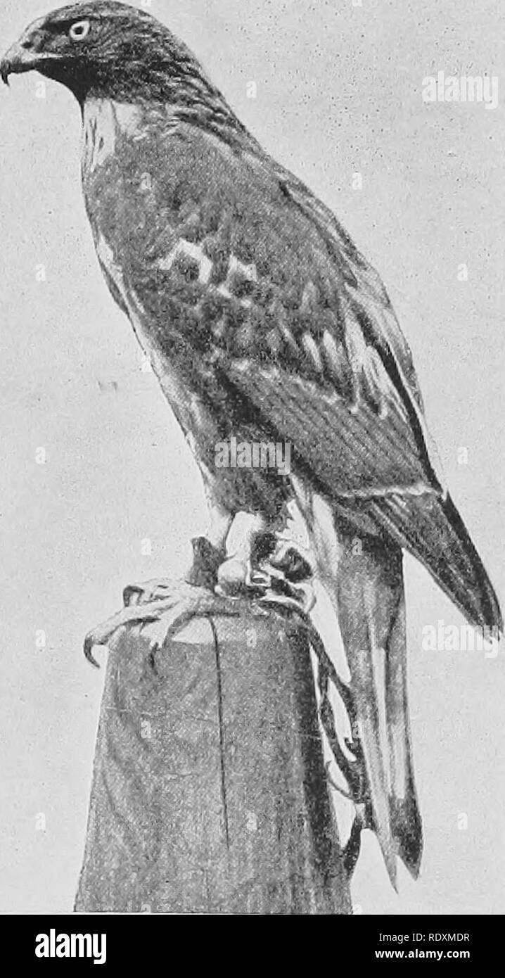 Recreations of a naturalist . Natural history. IN PRAISE OF