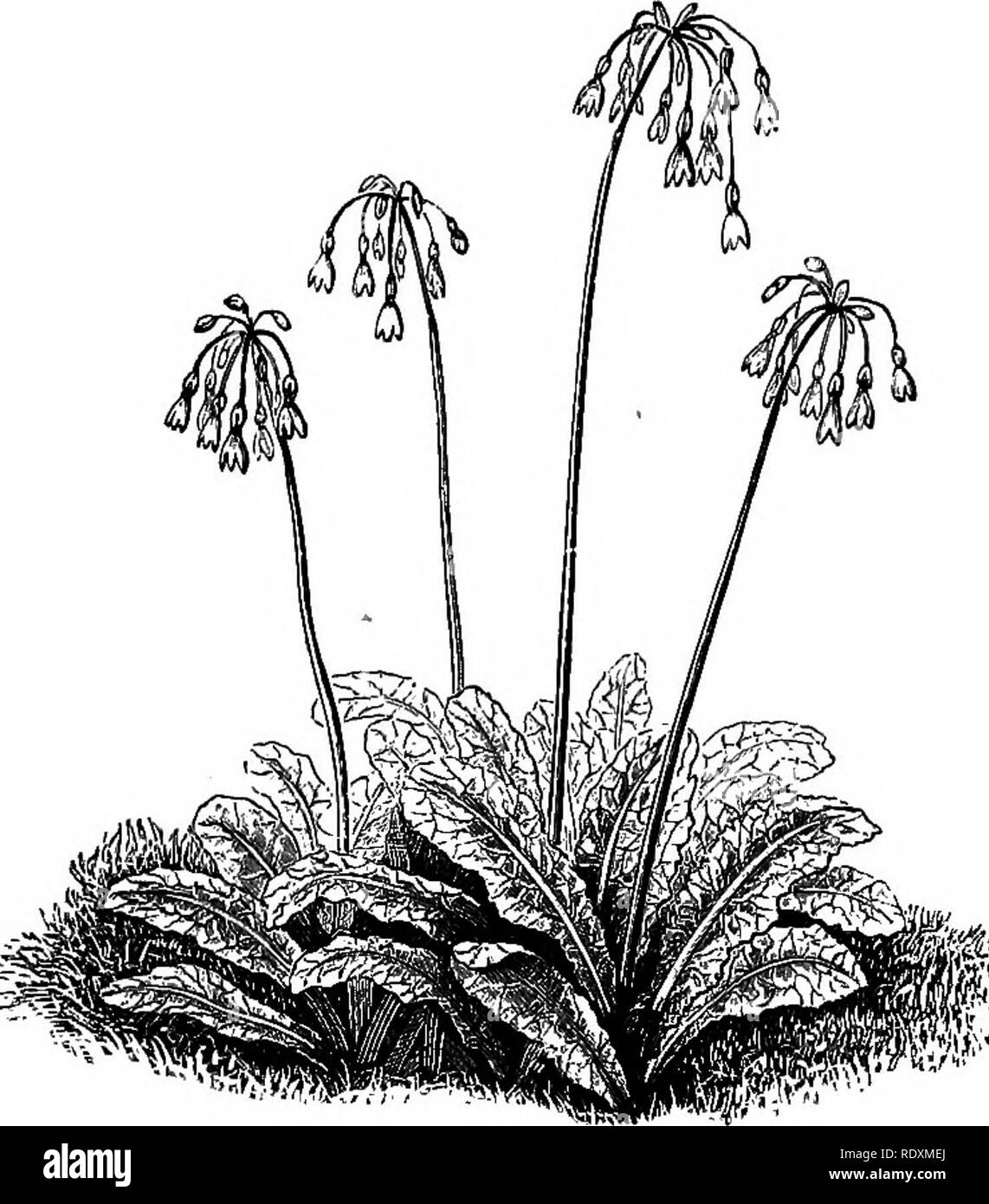 . The Book of gardening; a handbook of horticulture. Gardening; Horticulture. ON AQUATIC PLANTS. 895 which might also be introduced with advantage. The well-known Solomon's Seal, Polygonatum multiflorum, is a decidedly handsome plant for moist, shady situations; so are the beautiful Primula japonica and P. sikkimensis (Fig. 600), groups of these plants when in blossom producing a most charming effect. The vigorous-growing Saxifraga peltata and 5. purpurascens, with their bold foliage and handsome pale pink and purple-coloured flowers, are desirable subjects for moist, sunny situations. The com Stock Photo