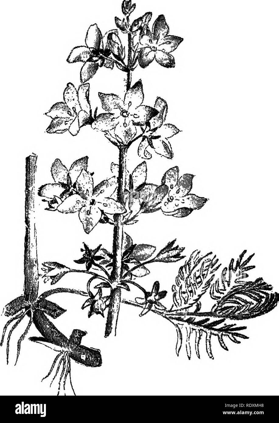 . The Book of gardening; a handbook of horticulture. Gardening; Horticulture. Fig. 582.—Aponogeton distachyon Hawthorn-scented. It prefers a position where there is a gentle current of water, and increases rapidly by means of its tuberous offsets. Brasenia peltata (Hydro- peltis purpurea) (American Water Shield) is a handsome little plant with oval-shaped peltate leaves and small pur- plish-coloured flowers. Elisma natans (Floating Water Plantain) is a rare British plant, of small and neat habit of growth, and bears showy three-petalled white flowers. Hottonia palustris (Water Violet) (Fig. 58 Stock Photo
