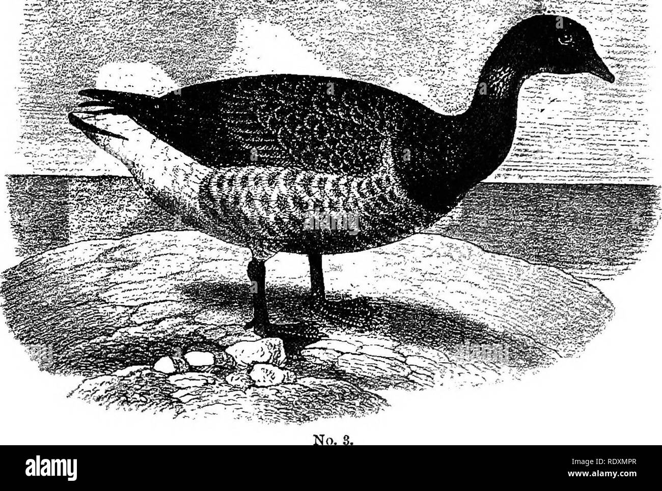 . Names and portraits of birds which interest gunners, with descriptions in languages understanded of the people;. Game and game-birds; Birds. No. 3. Branta bernicla. Head and bill, with neck all around, and extreme fore part of body black; on either side of neck a group of white scratches, as indicated in picture. The back, with front of wings, brown,. remainder of wings black, or the feathers paler at their ends nearly so, as is the tail; the latter, however, being almost con cealed by covering of white feathers technically known as tail &quot; coverts.&quot; Under parts of plumage grayish b Stock Photo