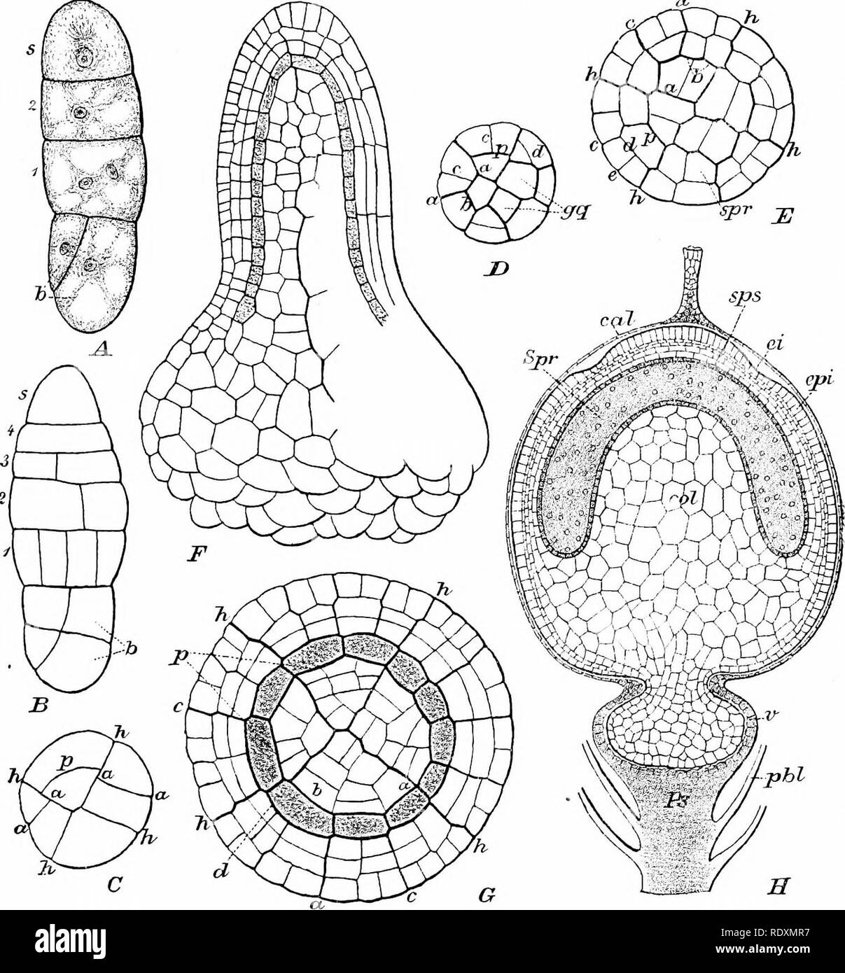 . The origin of a land flora, a theory based upon the facts of alternation. Plant morphology. SPHAGNALES ?73 of tissue with rounded apex (Fig. 133 f, h). The peripheral series of cells, or amphithecium, divides periclinally to give off internally the single. Fig. .32. Development of sporogonium of SpJiagnuin acitiifolium, Ehrh. -4=embryo with four tiers; J = apical cell; /&gt;= basal cell with oblique division. j5 = embryo with five tiers. C = optical section of the same embryo; one quadrant is still undivided ; n = aniicmial ; p — periclinal walls; /; = principal walls. D = transverse section Stock Photo