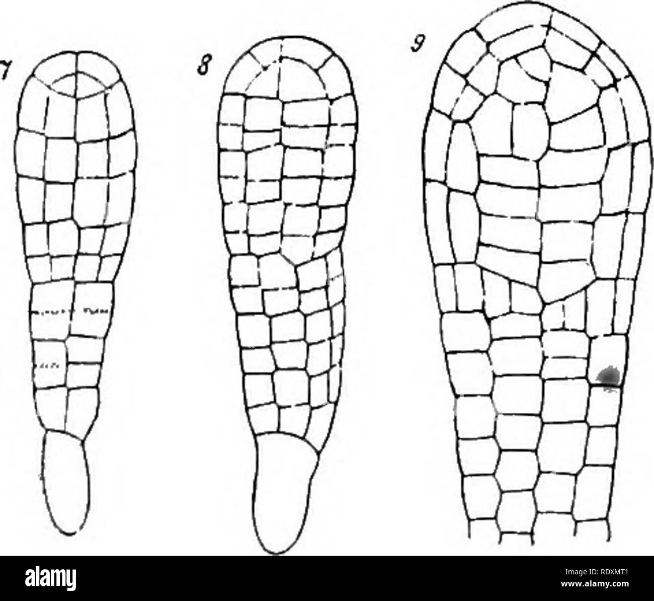 . The origin of a land flora, a theory based upon the facts of alternation. Plant morphology. Fig. 124. Frullania dila-tata, development of the embryo. X 300. (After Leitgeb). x, x, the archesporial cells. The numbers indicate the primary transverse divisions. (From Campbell, Mosses and Ferns.'). haustorium {Frullania), but more frequently remains as a minute appendage at the base of the fruit, while the epibasal cell gives rise to the capsule, stalk, and foot. So far as a comparison on the basis of the segmentation of the zygote is valid, this would indicate in the Jungermanniales a still fur Stock Photo