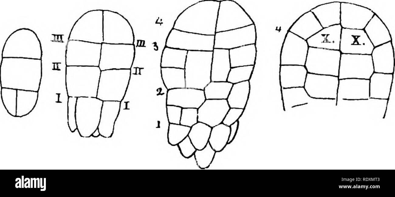 . The origin of a land flora, a theory based upon the facts of alternation. Plant morphology. 264 BRYOPHYTA B. The Jungermanniales. The same principle is illustrated also in the Jungermanniales, but with differences of detail. In these the first segmentation of the zygote separates a hypobasal cell, which in some cases develops as a multicellular. Fig. 124. Frullania dila-tata, development of the embryo. X 300. (After Leitgeb). x, x, the archesporial cells. The numbers indicate the primary transverse divisions. (From Campbell, Mosses and Ferns.'). Please note that these images are extracted fr Stock Photo