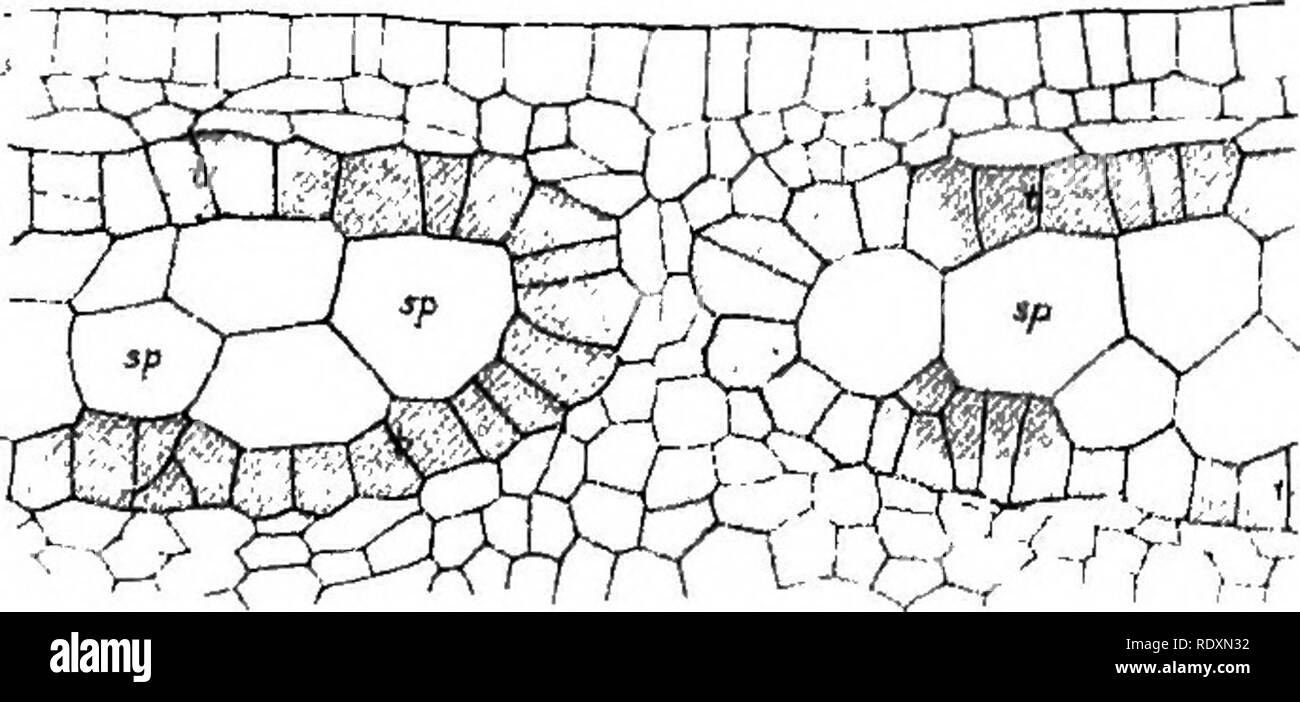 The origin of a land flora a theory based upon the facts of