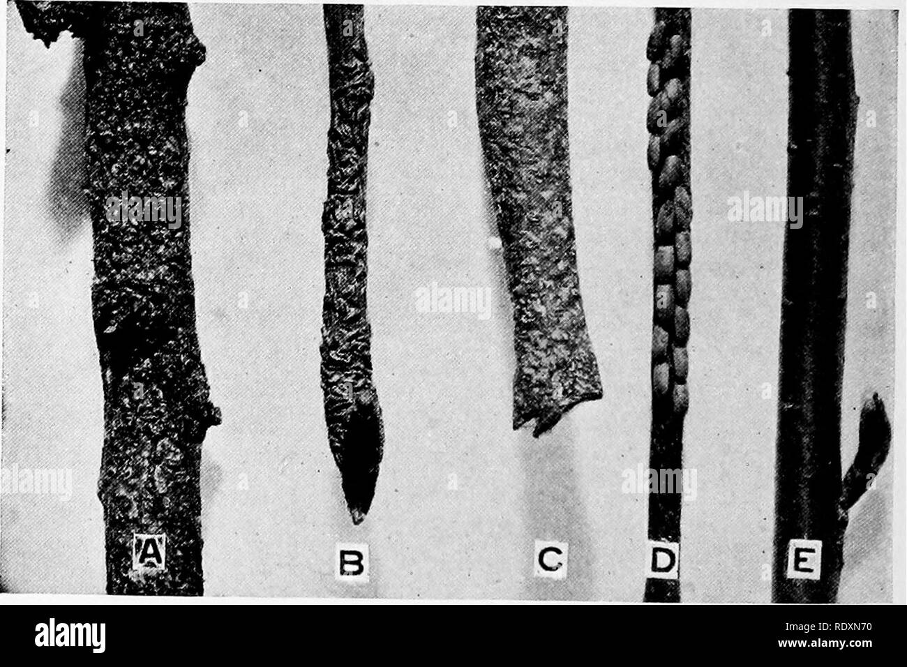 . Horticulture; a text book for high schools and normals. Gardening; Vegetable gardening; Fruit-culture. Ficl 144.—San Jose flcale on twig, as seen under magnifying lens or microscope. (Ken- tucky Station.). Fig. 145.—-Three left twigs infested with scale insects. A, San Jose scale; B, oyster-shell bark-louse; C, the sourfy bark-louse; D, eggs of green grass-hoppers, sometimes mistaken for scale; E, healthy twig. (Kentucky Station.}. Please note that these images are extracted from scanned page images that may have been digitally enhanced for readability - coloration and appearance of these il Stock Photo