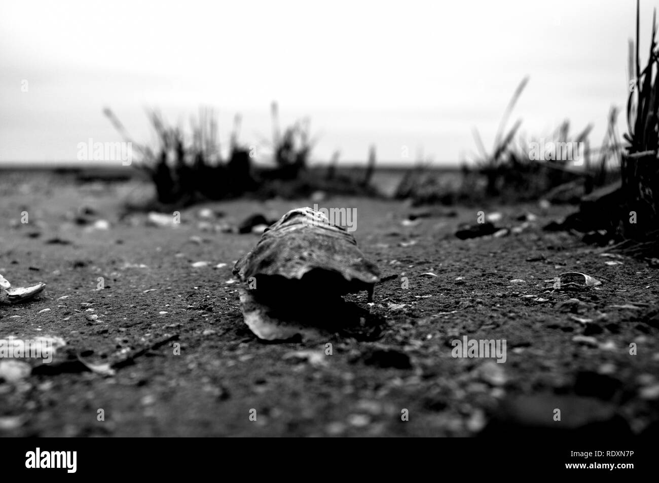 Beach Normandy old oyster farm Stock Photo Alamy