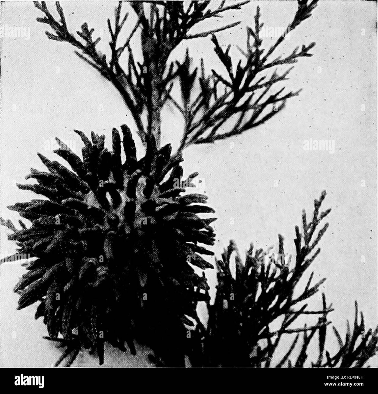 . Horticulture; a text book for high schools and normals. Gardening; Vegetable gardening; Fruit-culture. Fiq. 125.—Bust on apple leaf somewhat enlarged, showing the cup-like fungous growth, (Indiana Station.). Fig. 126.—Apple rust fungus on the cedar, called &quot;cedar apple.&quot; Spores from this gener- ation infest the apple, as shown. (Indiana Station.). Please note that these images are extracted from scanned page images that may have been digitally enhanced for readability - coloration and appearance of these illustrations may not perfectly resemble the original work.. Davis, Kary Cadmu Stock Photo