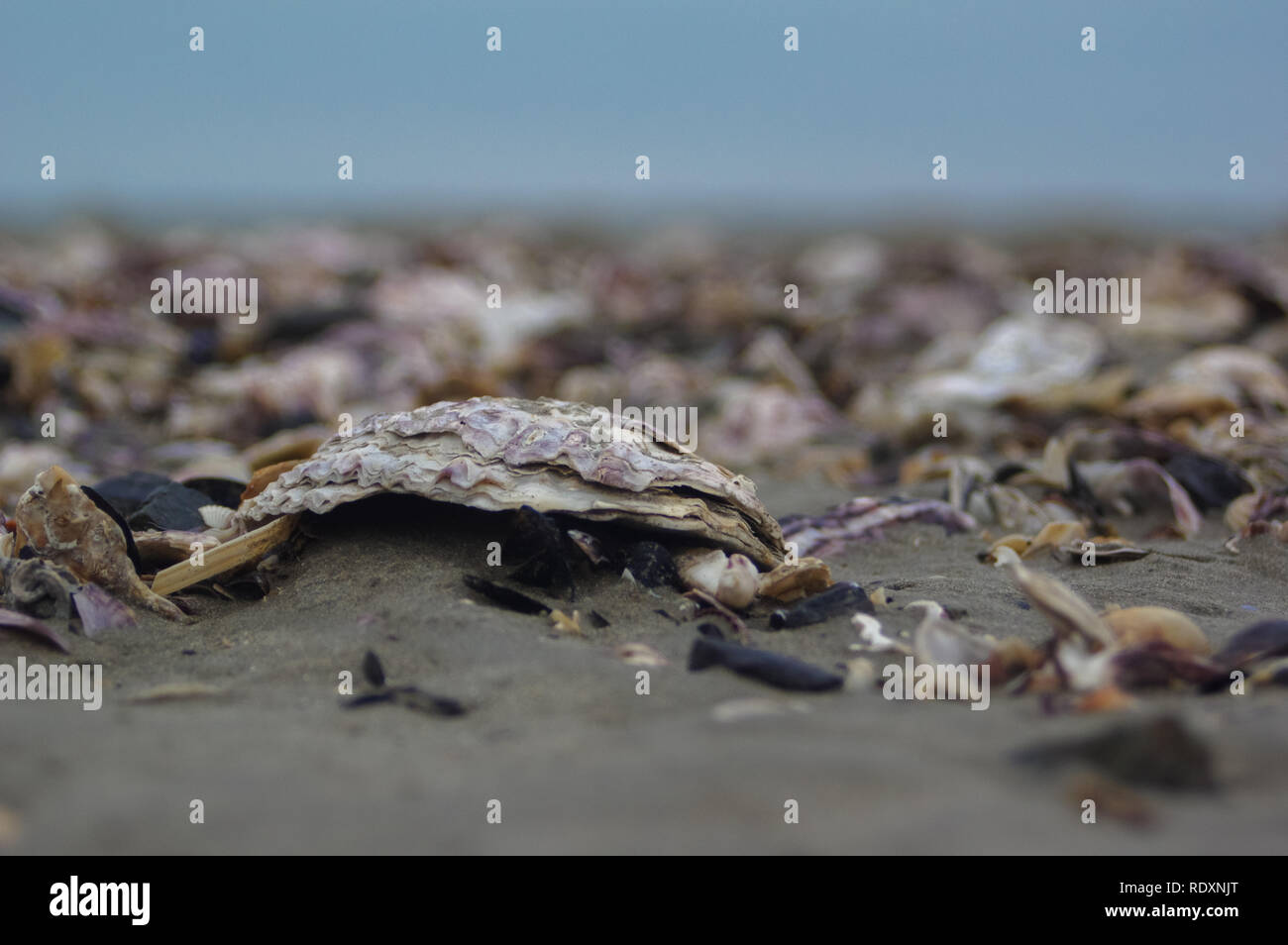 Beach Normandy old oyster farm Stock Photo Alamy