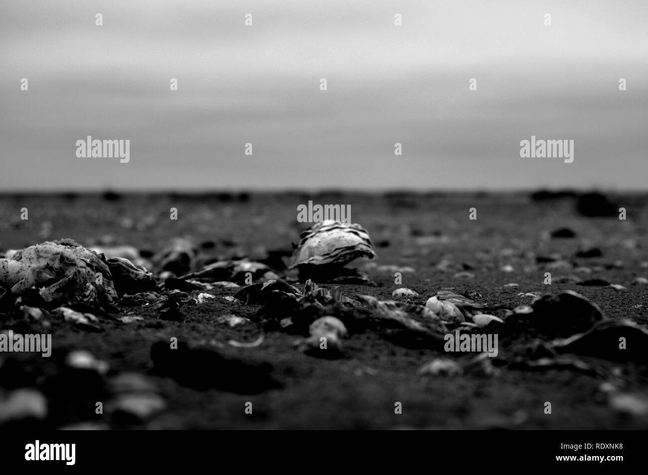 Beach Normandy old oyster farm Stock Photo Alamy