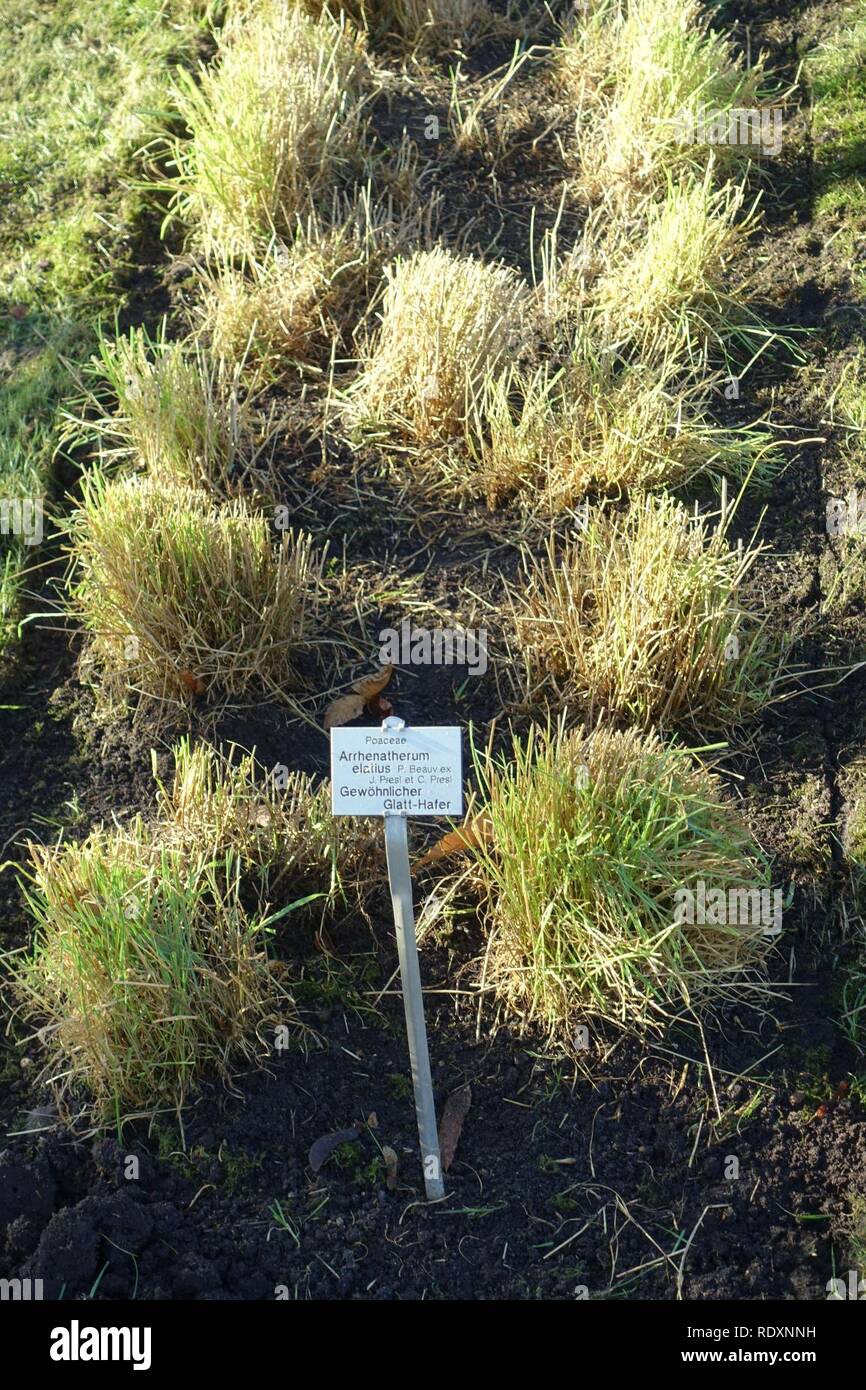 Arrhenatherum Elatius Botanischer Garten Braunschweig