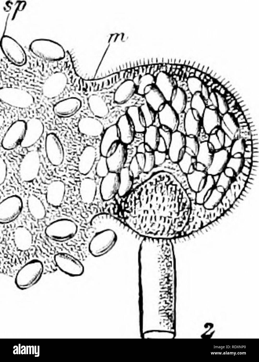 . Botany of the living plant. Botany. C .; ^. ^^^.^ Fig. 360. I, Mucor nutcedo, a sporangium in optical longitudinal section. c=columella. »i —wall of sporangium. s/&gt; = spores. 2. Mucor miictlagineus, a sporangium shedding its spores; the wall (m) is ruptured, and the mucilaginous matri.x (r) is greatly swollen. (After Brefeld. i x 225 ; 2 x 300, after v. Tavel.) (From Strasburger.) stalk, which has become turgid with sap under osmotic pressure. By the principle of the squirt this fluid is thrown out to a distance of some inches, carrying mth it the sporangial head. A similar projection hap Stock Photo