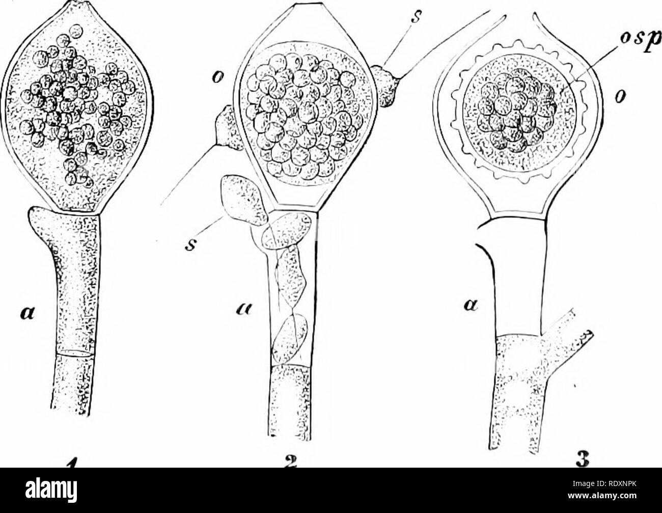. Botany of the living plant. Botany. Fio. 357. Fertilisation of thie Peronosporeae. I. Peronospora parasitica, young multi- nucleate oogonium {og), and antheridium {an). 2. Albtigo Candida. Oogonium witli the central, uni-nucleate egg {os), and the fertiUsing tube (a) of the antheridium which introduces the male nucleus. 3. The same. The fertilised egg (0) surrounded by periplasm ip). (After Wager, x 6G6.) {From Strasburger.) such an antheridium as is seen in Vaitcheria into the polHnodium of the Peronosporeae, is acomparativelyshght one: the latter does not hberate. I'lo. 358. MonobtepJiaris Stock Photo