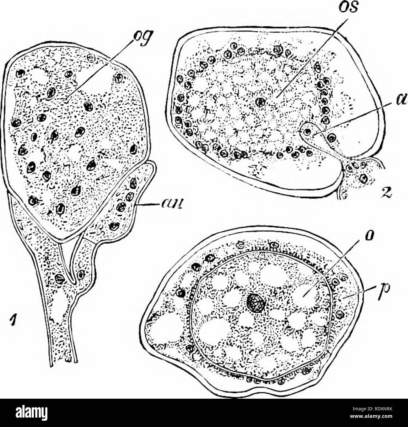 . Botany of the living plant. Botany. 422 BOTANY OF THE LIVING PLANT through the air. But it shows its real nature on germination by pro- ducing zoospores which are hberated in water. The modification of. Fio. 357. Fertilisation of thie Peronosporeae. I. Peronospora parasitica, young multi- nucleate oogonium {og), and antheridium {an). 2. Albtigo Candida. Oogonium witli the central, uni-nucleate egg {os), and the fertiUsing tube (a) of the antheridium which introduces the male nucleus. 3. The same. The fertilised egg (0) surrounded by periplasm ip). (After Wager, x 6G6.) {From Strasburger.) su Stock Photo