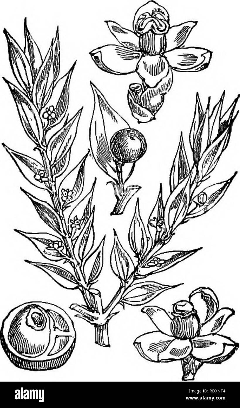 . Illustrations of the British flora: a series of wood engravings, with dissections, of British plants. Botany; Botany. 1030. Asparagus officinalis. 1031. Euscus aculeatus.. Please note that these images are extracted from scanned page images that may have been digitally enhanced for readability - coloration and appearance of these illustrations may not perfectly resemble the original work.. Fitch, W. H. (Walter Hood), 1817-1892; Smith, Worthington George, 1835-1917; Bentham, George, 1800-1884. Handbook of the British flora. London, L. Reeve &amp; Co. Stock Photo