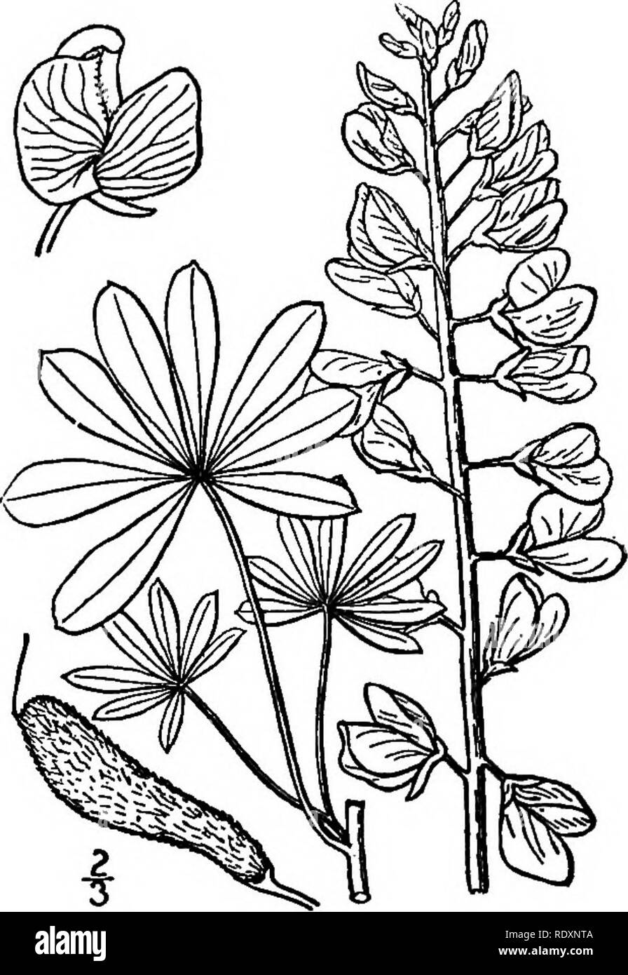 Tree sophora Black and White Stock Photos & Images Alamy