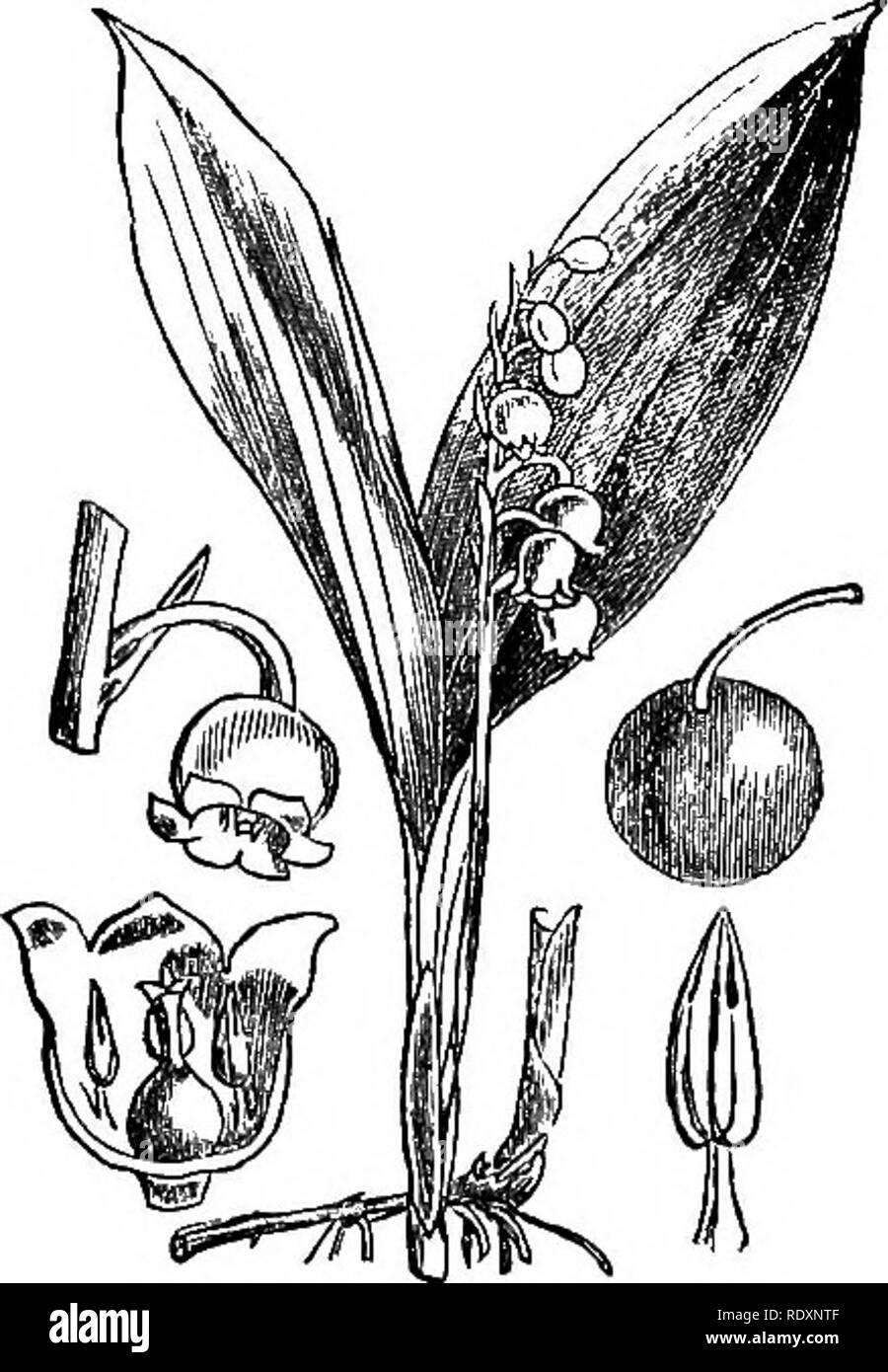 . Illustrations of the British flora: a series of wood engravings, with dissections, of British plants. Botany; Botany. 251. 1028. Convallaria majalis.. Please note that these images are extracted from scanned page images that may have been digitally enhanced for readability - coloration and appearance of these illustrations may not perfectly resemble the original work.. Fitch, W. H. (Walter Hood), 1817-1892; Smith, Worthington George, 1835-1917; Bentham, George, 1800-1884. Handbook of the British flora. London, L. Reeve &amp; Co. Stock Photo