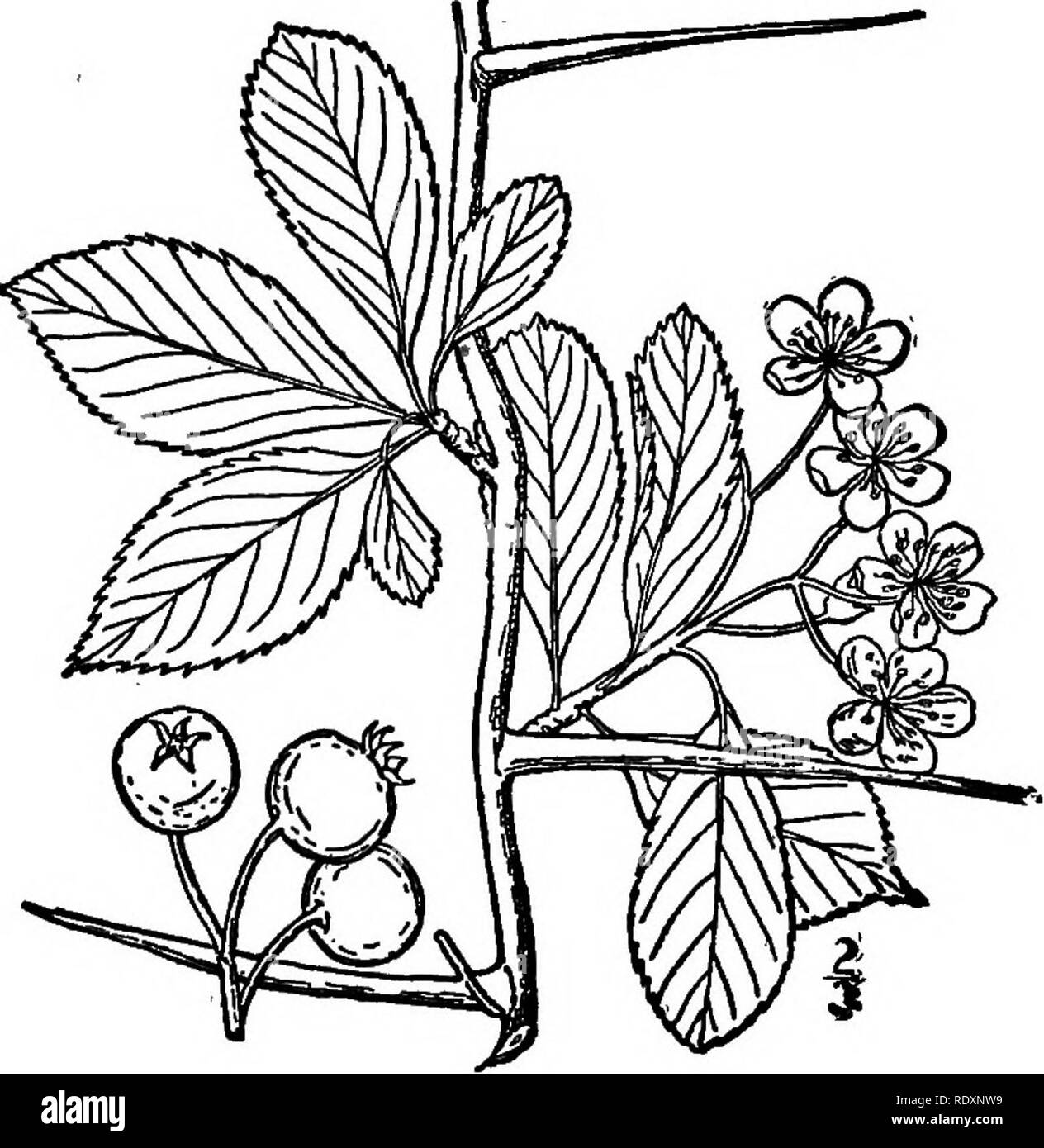 . The families of flowering plants. Plants; Phanerogams. FAMILIES OF FLOWEEING PLANTS 129 proper. The apples and their allies may be easily distinguished by the fruit, which consists of the enlarged fleshy calyx-tube, enclosing from one to five thiu-walled or papery carpels, each usually single- seeded. This structure may be seen in Fig. 113. A fruit of this type is known to botanists as &amp;pome (irom pomvm, fniit). Generic differences in this family are more apparent than real, and indeed the apple {Malm), the pear (Pynts), and the mountain ash {Sor- bus), were until recently generally plac Stock Photo