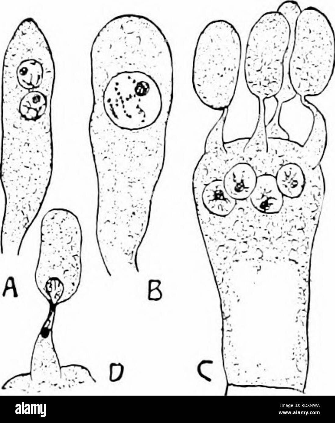 . Botany of the living plant. Botany. Fig. 346. Fig. 3+7- Portioa of the hymenium of the Morel Honey Agaric (Aninllaria mcUea). A, (MoTchdla esculejita). a = asci, each con- young basidium with two primary nuclei, taining eight ascospores. ^ = parapbyses. B, after fusion of the two nuclei. C = a s;j=subhymenial tissue. ( :&lt; 240.) (After basidium of Hypholoma appendicidatum Strasburger.) before the four nuclei derived from the secondary nucleus of the basidium have passed into the four basidiospores. Z)=passage of a nucleus into the basidio- spore. (After Rulilaad.) (From Stras- burger.) asc Stock Photo