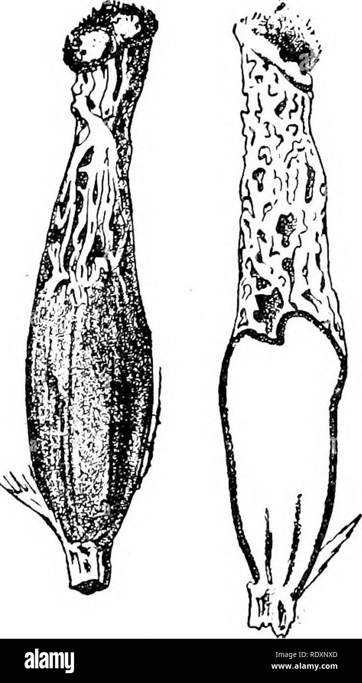 . Botany of the living plant. Botany. 4o6 BOTANY OF THE LIVING PLANT hypha, which is beheved to contain a digestivefernieut (Fig. 342, 1. n.). A ferment has been extracted from large cultures of a certam Boirylis, and found to act upon cell-walls, causing them to swell. Such swelling is a feature of the perforation by the invading hypha, which first softens the cell-waU, and then seems to sink into the softened mass, finally emerging on the other side (Fig. 342, iii.-vm.). This power of perforation has been found in certain cases to depend upon the nutrition of the Fungus : for in- stance, Sde Stock Photo