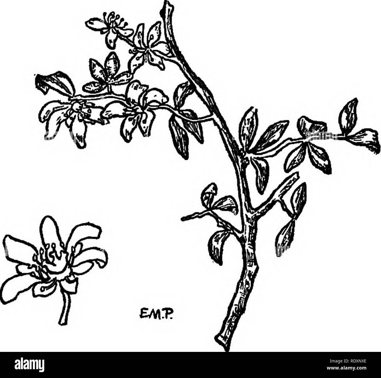 The Families Of Flowering Plants Plants Phanerogams Supplement The Families Of Flowering Plants By Chables Louis Poiiahd Chaptee Xxi Continued Family Crossosomataceae Crossosoma Family Consists Of The Genus Crossosoma With Two Species