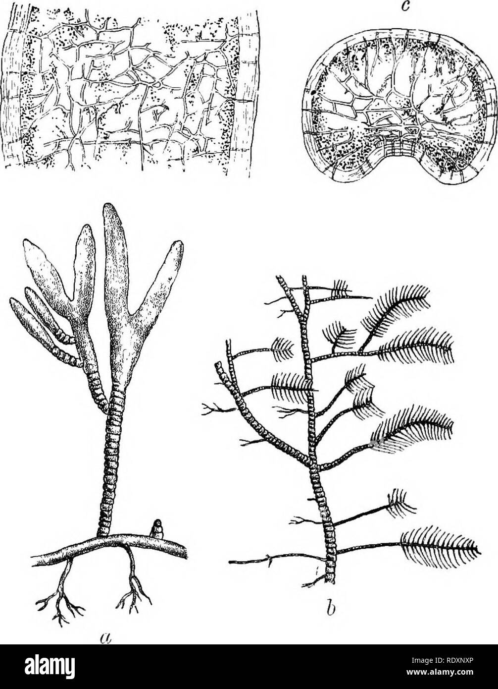 . An introduction to the study of seaweeds. Algae. CHLOROPHYCB^ 125 of its multinucleate character to guide us in assigning it a position here. The numerous species have been carefully examined without the discovery d. Fig. 32.—a, Cattlerpa Ugjilata natural size; &amp;, C. JIulmeBiann natural size; c, transverse, and d, longitudinal section of stem, highly magnifled. of any reproductive organs, which alone could show us its true position among the siphoneous Algae. By an error there has been described a genus. Please note that these images are extracted from scanned page images that may have b Stock Photo
