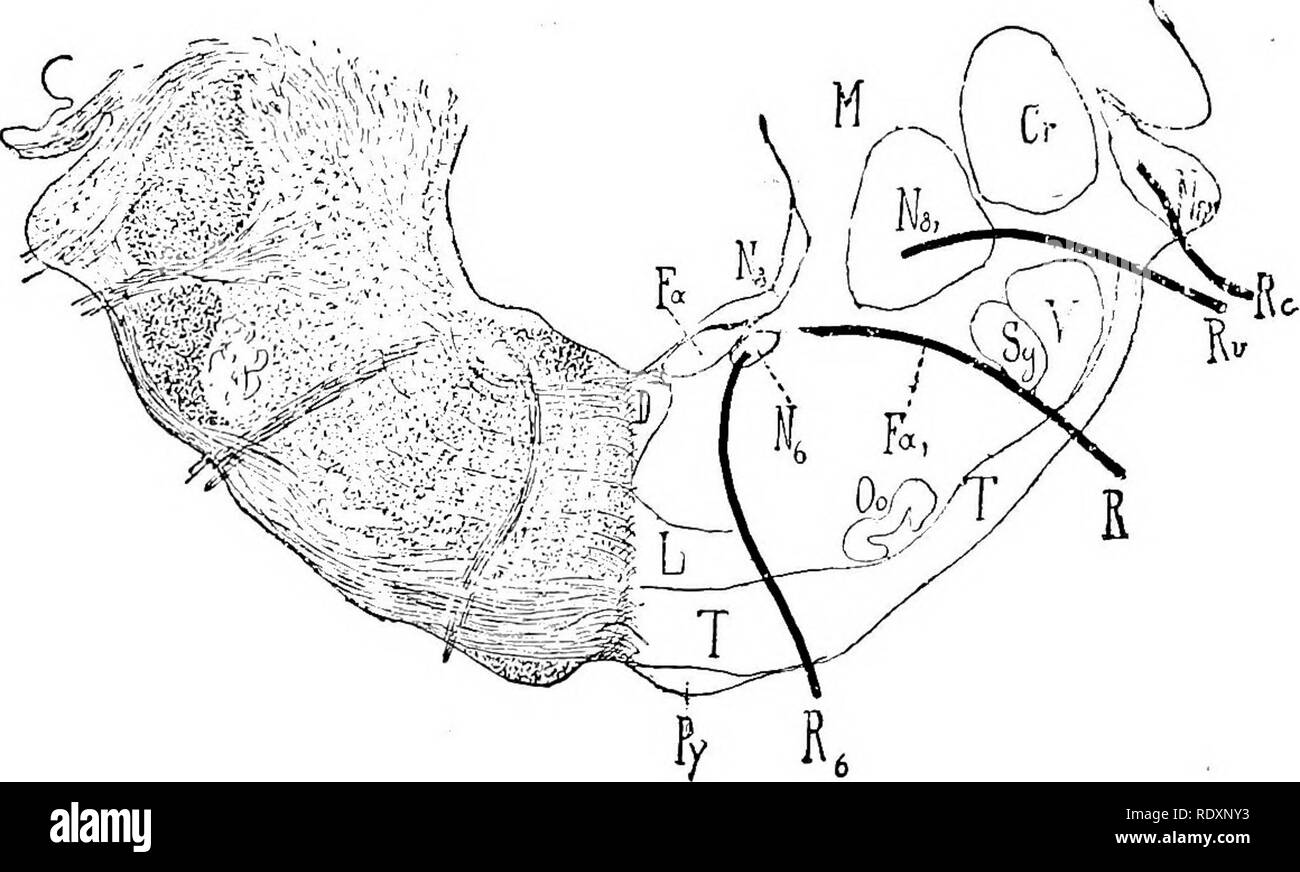 . The anatomy of the domestic animals . Veterinary anatomy. f'- &quot;'?kV Fig. 633.—Cross-section of Medulla Oblongata of Horse, Passing through Facial Nucleus. Cr, Corpus restiforme; D, dorsallongitudinal fasciculus; Fa, ascending part of facial nerve; L, fillet; iV7, nucleus of facial nerve; NS, triangular nucleus of of vestibular root of eighth nerve; N8', spinal root of eighth iierve; Py, pyra- mid; iBa, raphe; i27, radicular part of facial nerve; 7^5, vestibular root of eighth nerve; 5(7, substantia gelatinosa; Ta, posterior end of tuberculum acusticum; V, spinal root of trigeminus. (EUe Stock Photo