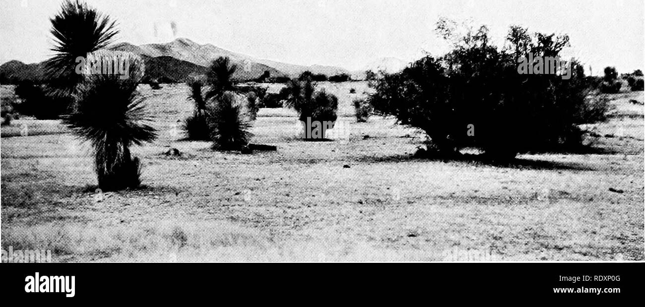 . The vegetation of a desert mountain range as conditioned by climatic factors. Desert plants. SHREVE Plate 36. A. Santa Catalinas viewed from north, showing grassy plains at elevation of 4,200 feet in the vicinity of Oracle. At right Prosopis velutina, at left Yucca alata. i v^p . &gt;, â â¢v. v'$3r- 1 *Â».. H mk 'â % â* â --nr 4v:, v^&lt; cr - ^0? *t^ Sf^'ii. â¢â â &quot;;'.i;^Bp - . 3id B. At north base of Santa Catalinas looking toward San Pedro River, at 4,500 feet. At right Quercus emoryi and Nolina microcarpa, at left Yucca alata.. Please note that these images are extracted from scann Stock Photo
