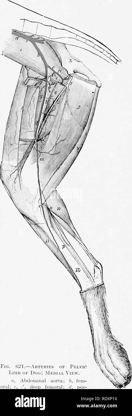 The Anatomy Of The Domestic Animals Veterinary Anatomy