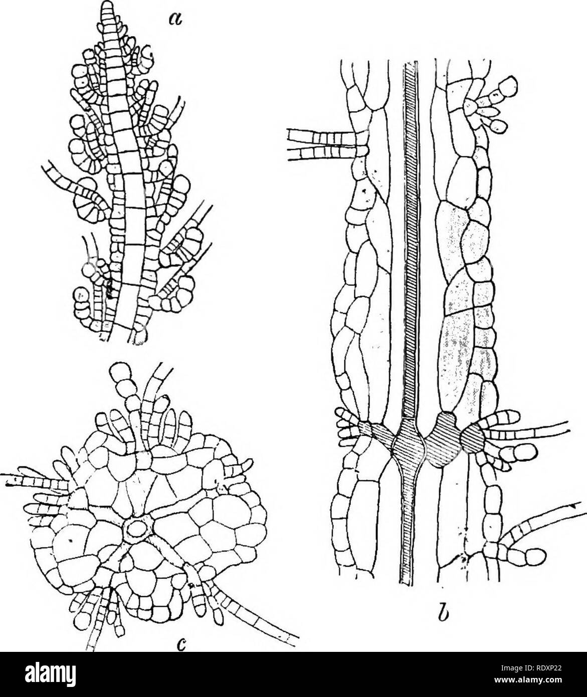 . An introduction to the study of seaweeds. Algae. SEAWEEDS the enveloping mantle of filaments is given off in whorls and surrounds the central axial strand. This mantle, ultimately several cells thick, takes on a. Fig. 19.—Spermatochnus paradoxus, a, longitudinal section of a young stem ; 6, ditto of a mature stem; Cj section through a node. Highly magniQed. (After Eeinke.) parenchymatous form and gradually becomes detached from the axial row, except at the insertions of the whorls, and an intercellular space intervenes from whorl to whorl between the axial row and the mantle.. Please note th Stock Photo