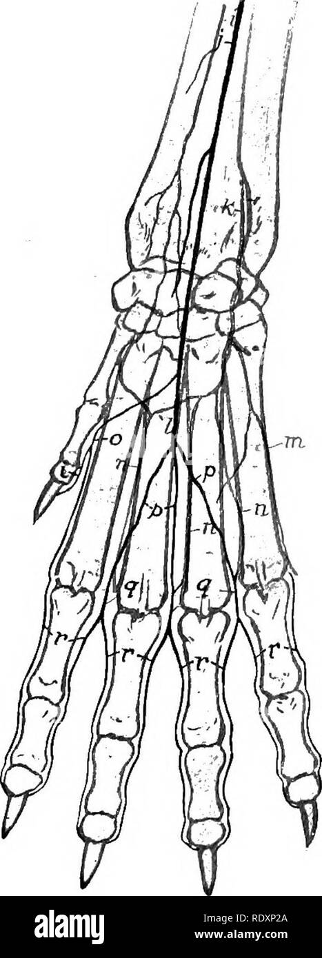. The anatomy of the domestic animals . Veterinary anatomy. Fig. 618.—Arteries of Distal P.rt of Right Fore Limb of Dog, Dorsal View. a, Branch of volar interosseoua artery; b, proximal collateral radial artery (lateral branch); c, radial artery (dorsal branch); d, rete carpi doraale; e, deep dorsal metacarpal arteries: /, superficial dorsal metacarpal arteries; g, common digital arteries; h, proper digital arteries. Fig. 619.—Arterie.s of Distal Part of Right Fore Limb of Dog; Volar View. I, Radial artery; j, ulnar artery; k, volar inter- osseous artery; I, deep volar arch; m, fifth volar me Stock Photo