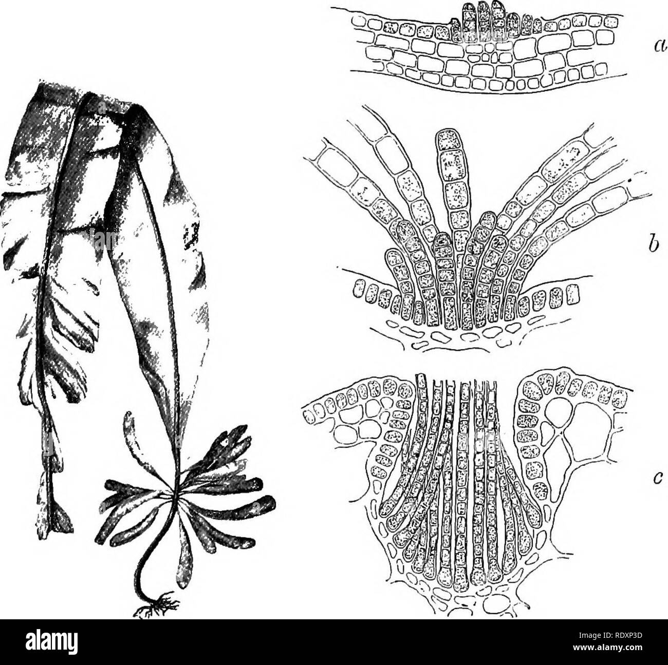 . An introduction to the study of seaweeds. Algae. PH^BOPHYOE^ 75 LAMINARUCEiE General Characters.—As in the Splachnidiacea;, the only known reproductive organs are zoosjDores formed within unilocular sporangia. These occur. Fig. 12.—Alaria esculenta, much redueert. a and &amp;, tufts nf hairs from young frond, c, cryiitostoma of Saccorliiza bulhoaa. a,b,c, much magnified. together with non-septate paraphyses, not within conceptacles, but in sori. Except in the case of Chorda, where the sorus covers the whole surface of. Please note that these images are extracted from scanned page images that Stock Photo