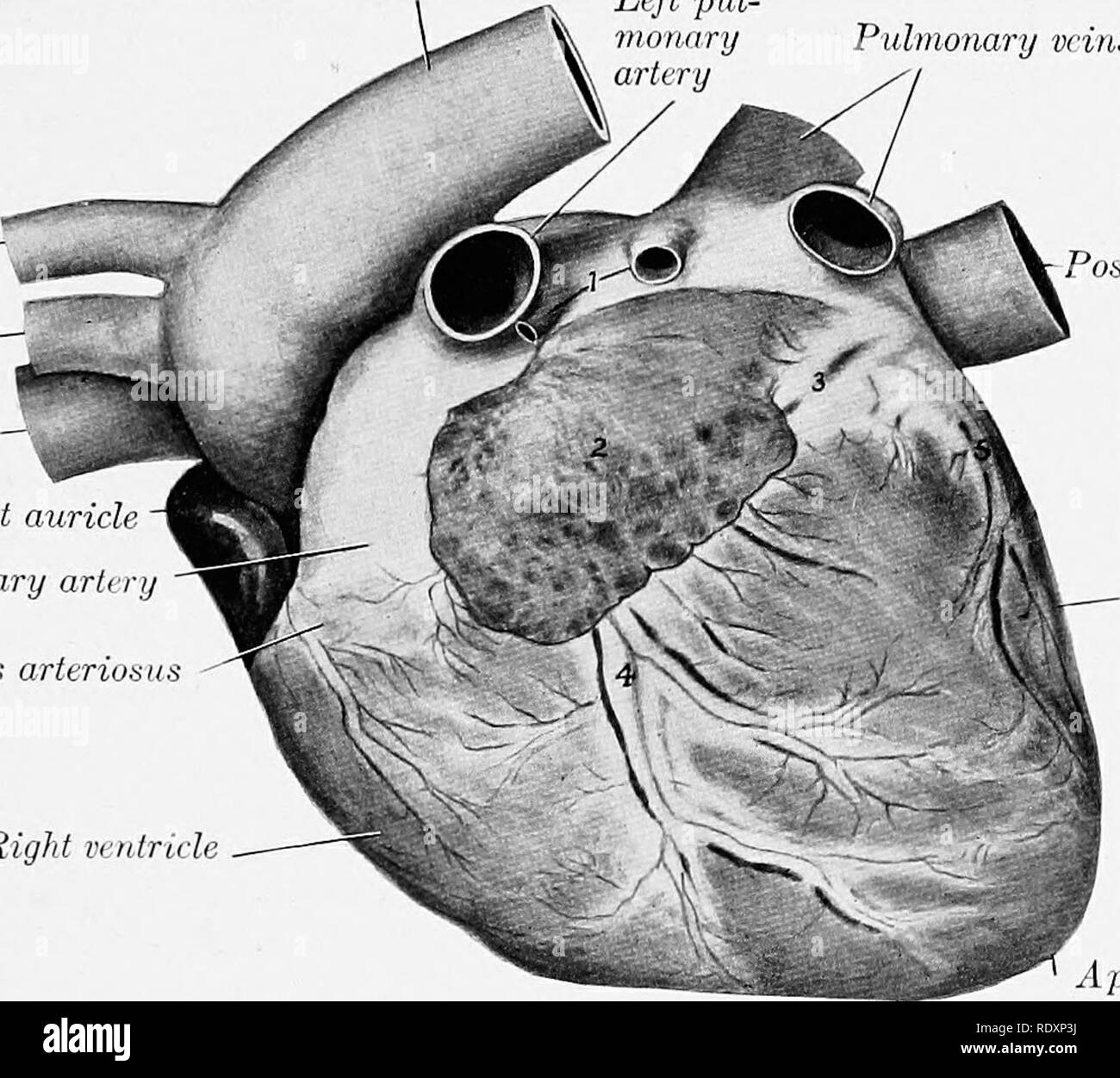 . The anatomy of the domestic animals . Veterinary anatomy. THE PEEICABDIXJM AND HEART 743 wUi, ^^ °'l^'' ?^ contact of the pericardium with the chest wall is chiefly ventral, and is best seen muscles) TheT,l^'^,'tpH?f'k ^&quot;, ^^is position (after removal of the mtercostal and rectus thorac^ muscles) the aiea is seen to be a.lmost triangular. The anterior border of the triangle (formed by Xe&quot;^ e^d no'nf ttfthfw ^&quot;^^ f ^^.^&quot;^ &quot;^^^ fourth costal cartilage and extends across the median plane endmg at the third interchondral space near the costo-chondral junction. The right  Stock Photo