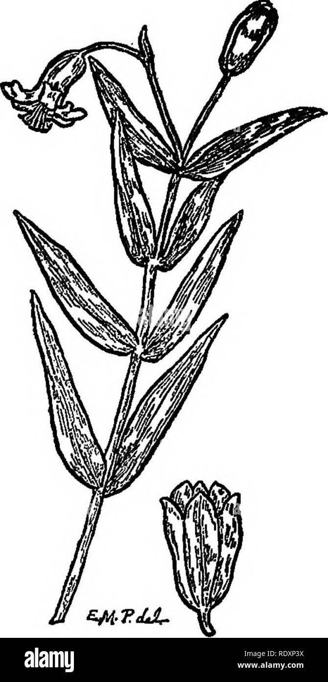 . The families of flowering plants. Plants; Phanerogams. PAMILIES OF PliOWBEING PLANTS 99. ,, Fig. 83. I,ong-leaved stitchwort {Aisine longifoHa), with enlarged flower. Original. Family Caryophyllaceae. Pink Family. Contains about 70 genera and over 1500 species, widely distributed, but most abundant in the northern hemisphere. They are all herbaceous plants, the stems fre- quently swollen at the joints, the leaves opposite and with or without stipules. The flowers are perfect, provided with both calyx and corolla, the former either composed of distinct sepals or united into a tube. The ovary  Stock Photo