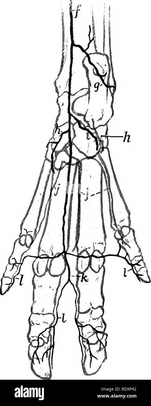. The anatomy of the domestic animals . Veterinary anatomy. Fig. 609.—^Aktebies of Distal Part of Right Hind Limb of Pig; Dorsal View. a, Anterior tibial artery, continued on tarsua as the dorsalis pedis; 6, perforating tarsal artery; c, dorsal metatarsal arteries; d, common digital arteries; e, proper digital arteries. Fig. 610.—Arteries of Distal Part of Right Hind Limb of Pig; Plantar View. /, Saphenous artery, continued as medial tarsal artery; g, lateral tarsal artery; h, medial plantar artery, hf, lateral plantar arterj''; i, perforating tarsal artery; J, deep plantar metatarsal arteries Stock Photo