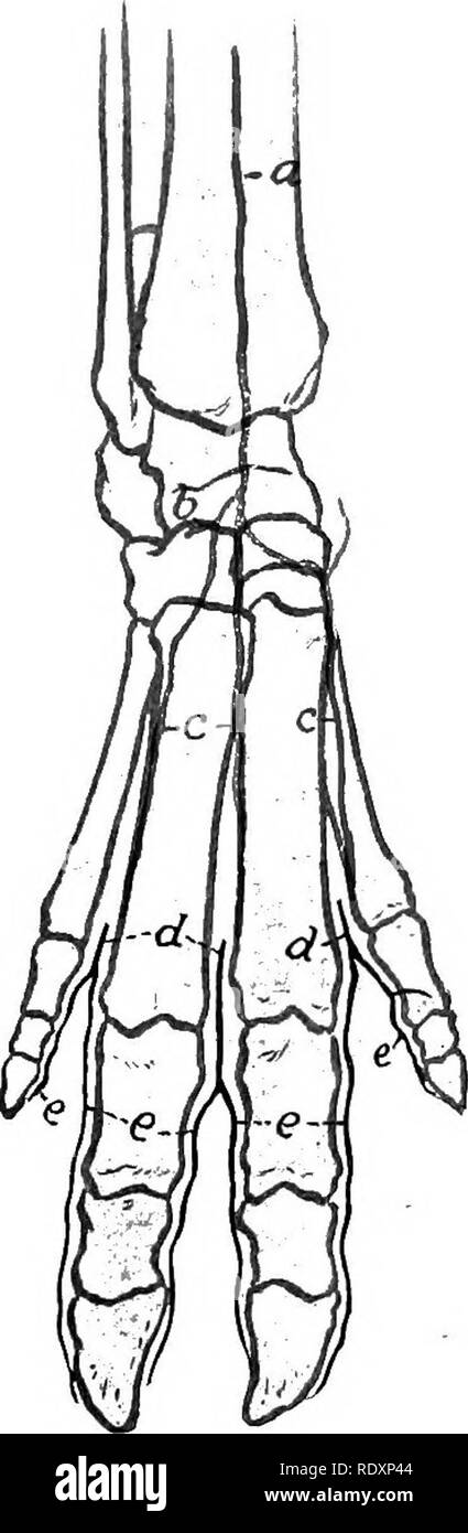 . The anatomy of the domestic animals . Veterinary anatomy. THE ARTERIES 739 ^ The main facts as to the metacarpal and digital arteries are as follows: The rete carpi dorsale is formed essentially by the terminals of the interosseous artery of the forearm. It gives rise to three dorsal metacarpal arteries, which descend in the corresponding interosseous spaces and unite with branches of the volar meta- carpals to form three common digital arteries. Each of these divides into two proper digital arteries, which descend along the interdigital surfaces of the digits. From the superficial and deep  Stock Photo