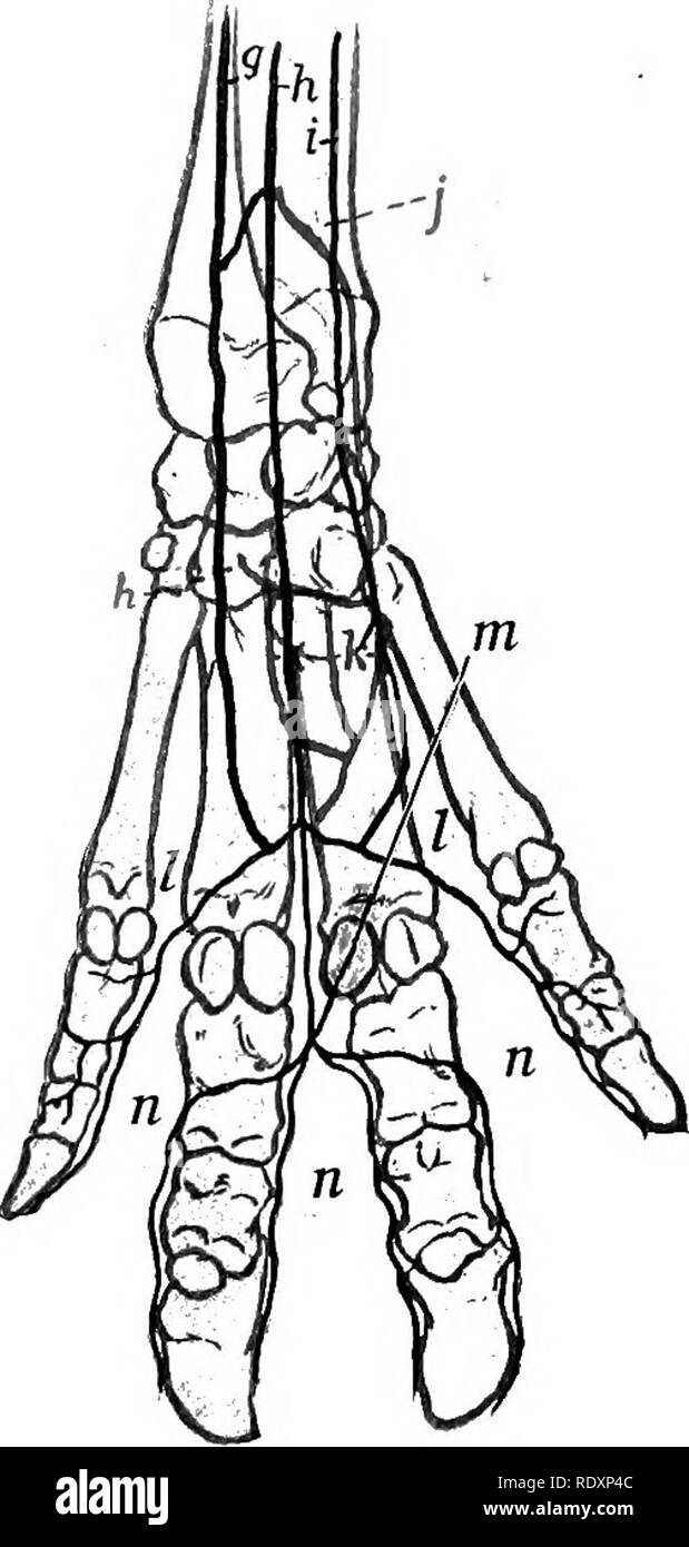 . The anatomy of the domestic animals . Veterinary anatomy. Fig. 607.—Ahteries of Distal P.^rt op Right Fore Limb OF Pig; Dorsal A'iew. a. Terminal part of volar interosseous artery; b, dorsal interosseous arterj^; c, rete carpi dorsale; d, dorsal metacarpal arteries; e, dorsal common digital arteries; /, dorsal proper digital arteries. Fig. 608.—Arteries of Distal Paht op Right Fobe Limb op Pig; Volar View. g. Ulnar artery; h, superficial branch of radial artery; i, collateral ulnar arteryft j, volar interosseous ar- tery; h, deep branch of radial artery; k, deep volar meta- carpal arteries;  Stock Photo