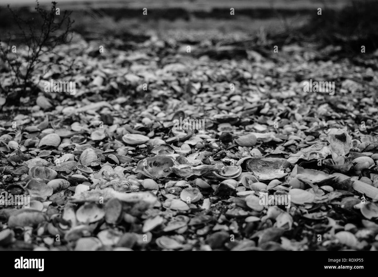 Beach Normandy old oyster farm Stock Photo Alamy