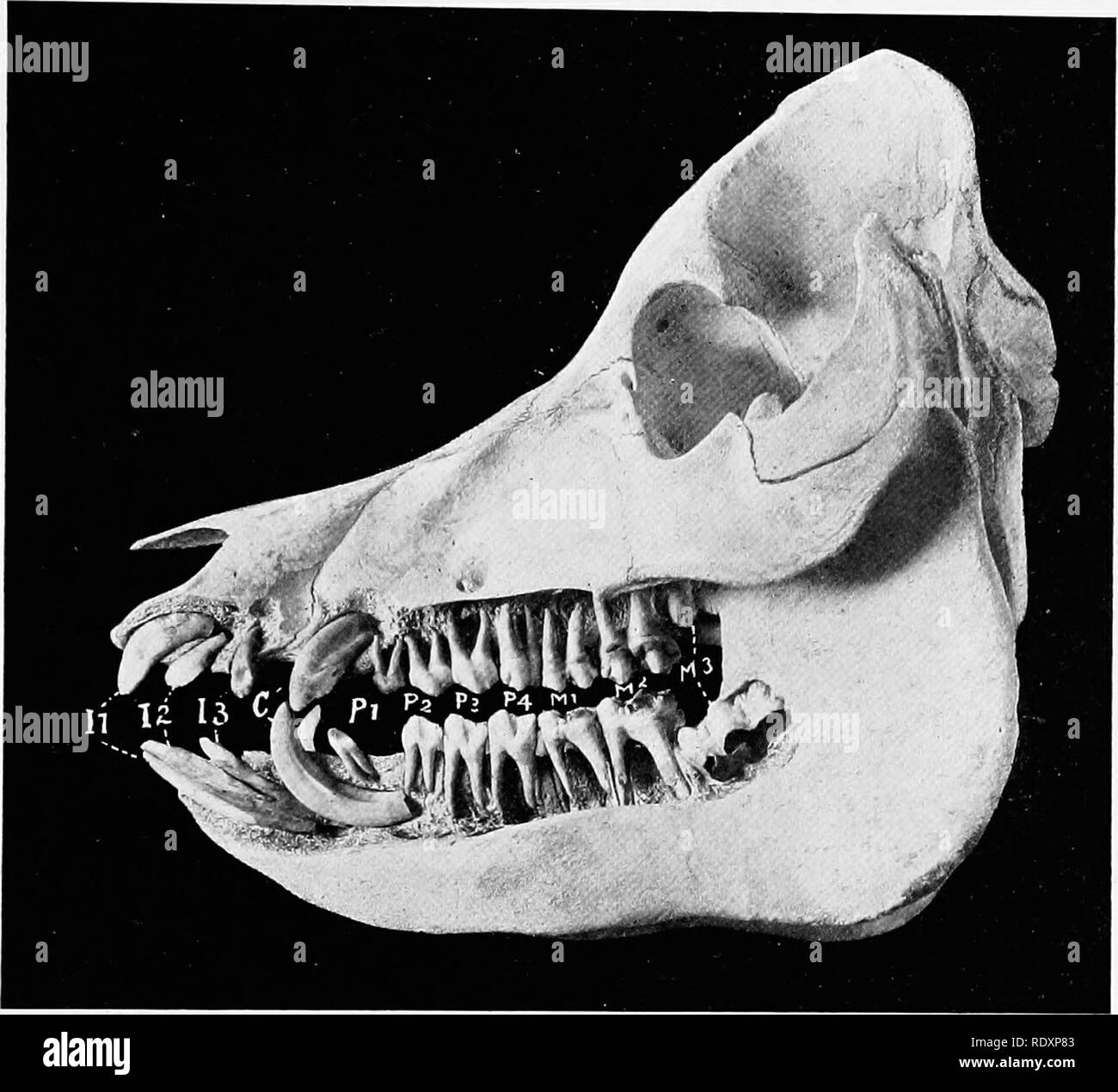 . The anatomy of the domestic animals . Veterinary anatomy. THE MOUTH 479 The formula for the