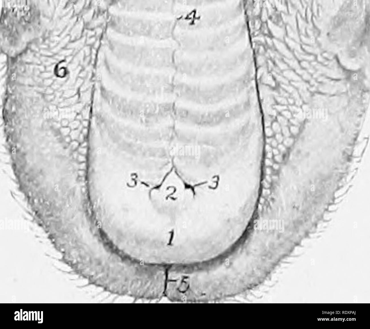 . The anatomy of the domestic animals . Veterinary anatomy. DIGESTIVE SYSTEM OF THE SHEEP 471 narrow depressions in the form of a V and separated by the central papilla incisiva at the deep anterior ends of which the incisive or naso-palatine ducts open. The ridges of the palate, some fourteen in numljer, are irregular and their edges are smooth; most of them alternate with those of the opposite side, from which they are separated by the median raphe palati. The posterior third or rather more is not ridged and presents numerous orifices of ducts of the palatine glands. The mucous membrane is o Stock Photo