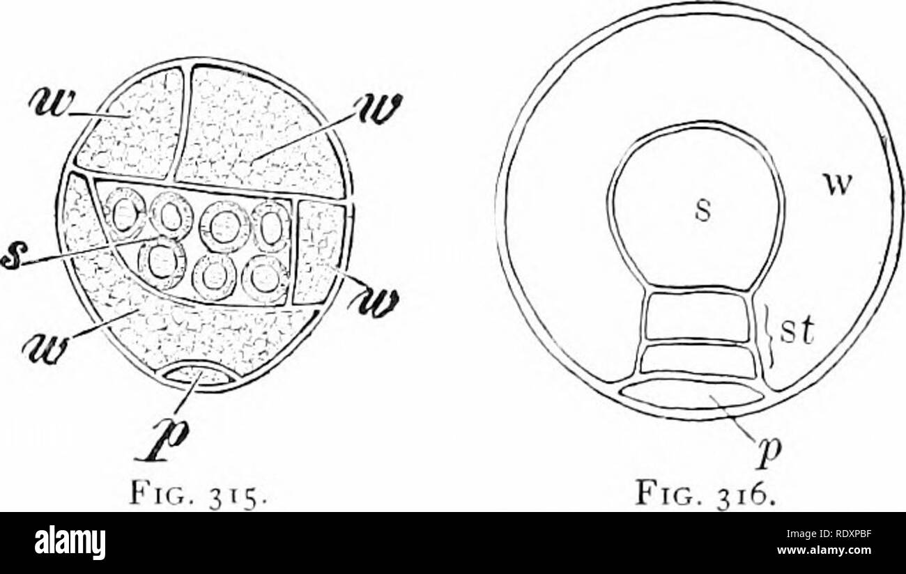 . Plant life, considered with special references to form and function. Plant physiology. FlG. 314.. Fig. 315 Fig. 314.—Vertical median section of the mature spermary of a fern {Adiauiu)}t capillus-vciicris). /, adjacent cells of gainetophyte (tigs. 74, 77); a, spermarj', show- ing wall composed of three cells, the two lower ('abo'e and below letter a) being ring- like. The chloroplasts have accumulated on the inner face. The interior cell, origi- nally single, has di'ided into a number, the sperm mother cells, which at this stage are loosened and contain each a fully de'eloped coiled sperm. Stock Photo