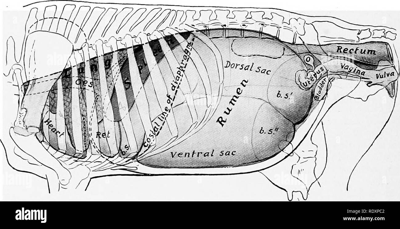 Rumen cow hi-res stock photography and images - Alamy