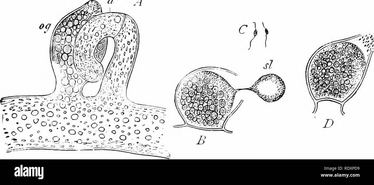 . Plant life, considered with special references to form and function. Plant physiology. 178 PLAT LIFE. the filamentous algÂ£e and fungi (figs. 307, 30S). In the thallus of multicellular algse it may be the terminal cell of a ii A. Fig. 30S.âSex organs of ater flannel {ranchcria sfssiiis). A, a portion of filament with two lateral branches, a, oj^--. In a the spermary has already been divided from the body ca^'ity by a partition wall. In o^ a partition will form at juncture with main axis {see fig. B), when Oi;- becomes the ovary. A', the o^'ary, mature, lia-ing opened and extruded s/, a  Stock Photo