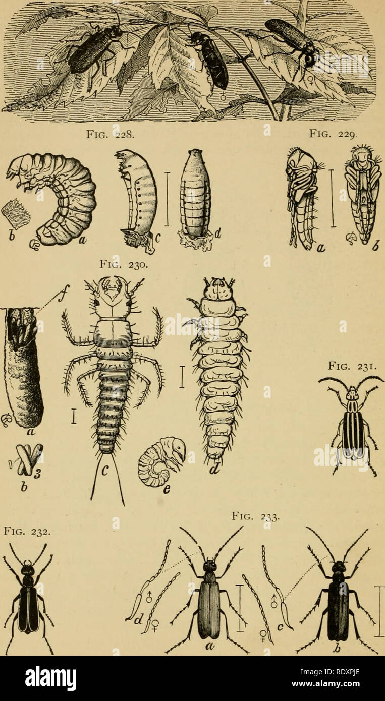 . Economic entomology for the farmer and the fruit grower, and for use as a text-book in agricultural schools and colleges;. Entomology; Pests. Fig. 227.. Meloidae, or &quot;blister-beetles.&quot;—Fig. 227, Spanish fly, Lytta vesicatoria. Fig. 228, Epicauta vittata: a, second larva; c, rf, coarctata larva, from back and side. Fig. 229, a and b, true pupa of same, from side and front. Fig. 230, a, grasshopper egg-pod; b, a few eggs from same : c. triungulin ; rf, carabidoid larva ; e, scarabidoid larva. Fig. 231, adult Epicauta vittata. Fig. 232, Epicauta cinerea. Fig. 233, a, Macrobasis uni- c Stock Photo